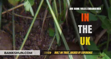 The UK's Bank Vole Population: Is It Endangered?