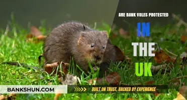 UK Bank Vole Protection: What's the Law?