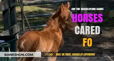 Who Cares for the Shackleford Banks Horses?