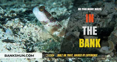 How Fish Create Holes in the Riverbank