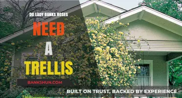 Lady Banks Roses: Trellis or No Trellis?
