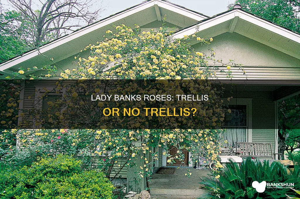 do lady banks roses need a trellis