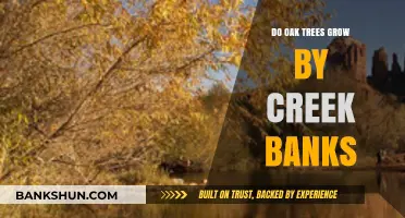 Where Do Oak Trees Thrive? Creek Banks Explored