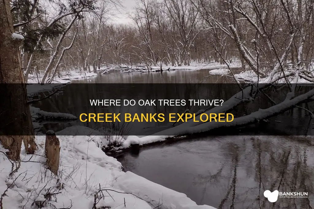 do oak trees grow by creek banks
