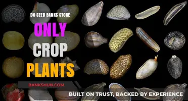 Seed Banks: Preserving Biodiversity for Future Generations