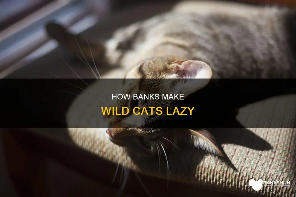 do wily cats become lazy in bank