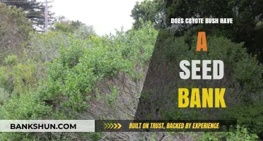 Coyote Bush Seed Bank: Uncovering Nature's Survival Strategy