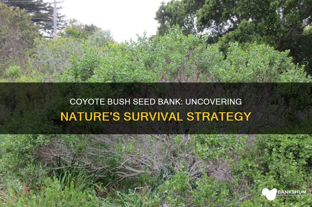 does coyote bush have a seed bank