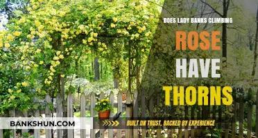 Does the Lady Banks Climbing Rose Have Thorns? Find Out Here