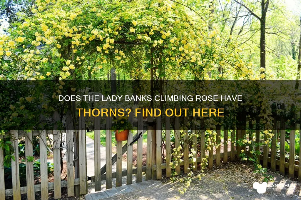 does lady banks climbing rose have thorns