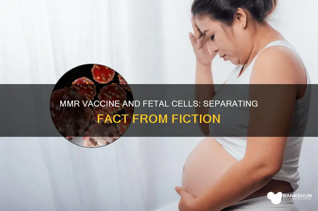 does the mmr vaccine contain fetal cells