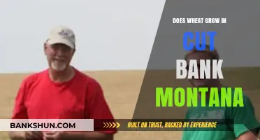 Wheat Cultivation in Cut Bank, Montana: Climate and Soil Suitability
