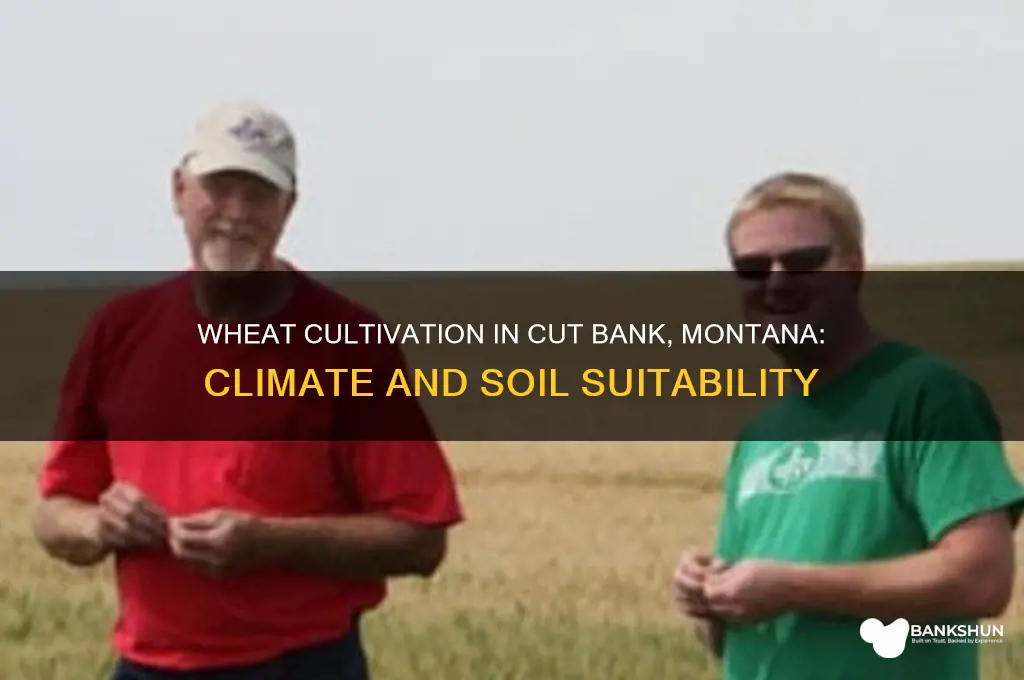 does wheat grow in cut bank montana