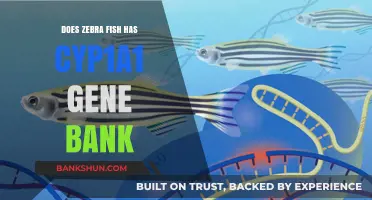 Exploring the Presence of Cyp1a1 Gene in Zebra Fish Genomes
