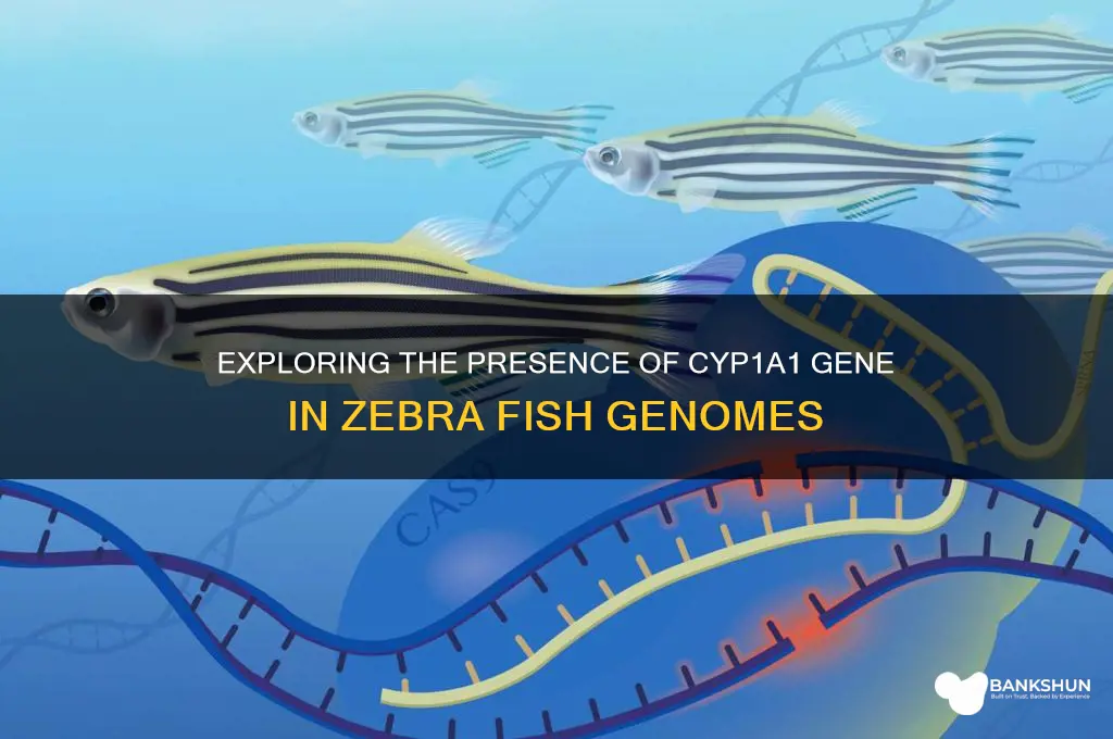 does zebra fish has cyp1a1 gene bank