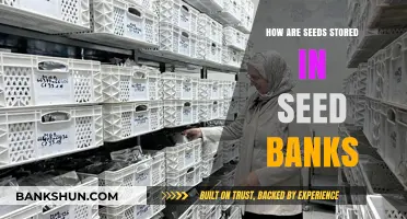Preserving Biodiversity: Inside the Secure Storage of Seed Banks