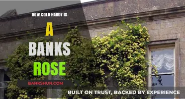 Banks Rose Winter Survival: Cold Hardiness Explained for Gardeners