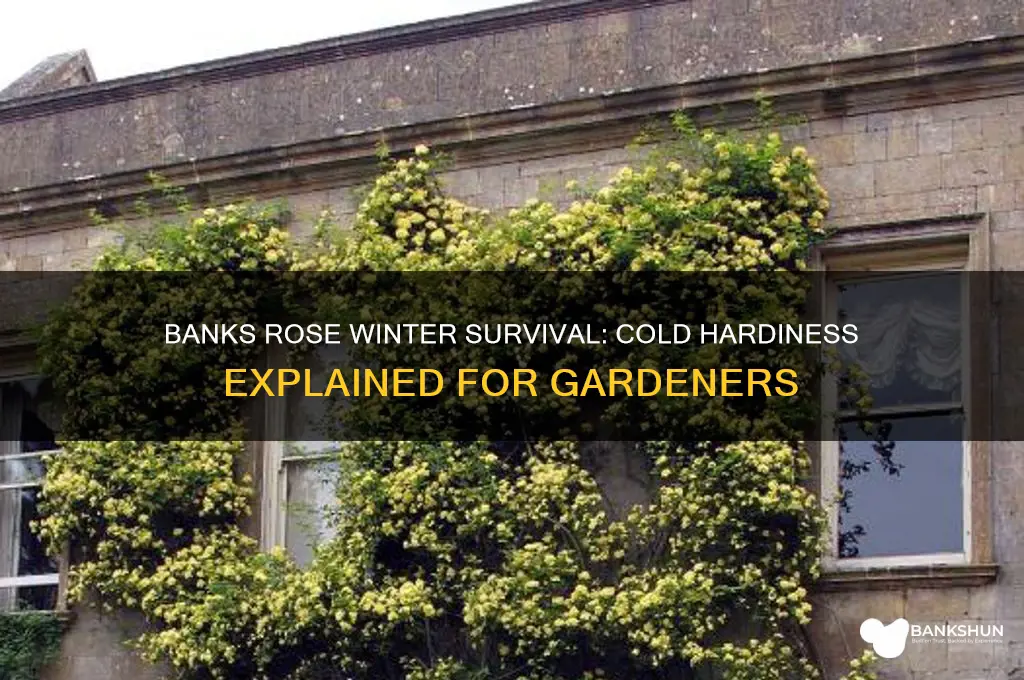 how cold hardy is a banks rose