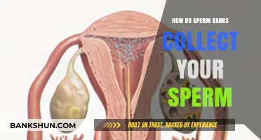 Sperm Donation Process: How Sperm Banks Collect and Store Your Sample