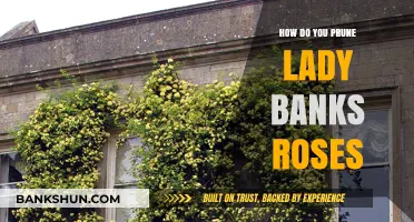 Pruning Lady Banks Roses: Essential Tips for Healthy Growth and Blooms