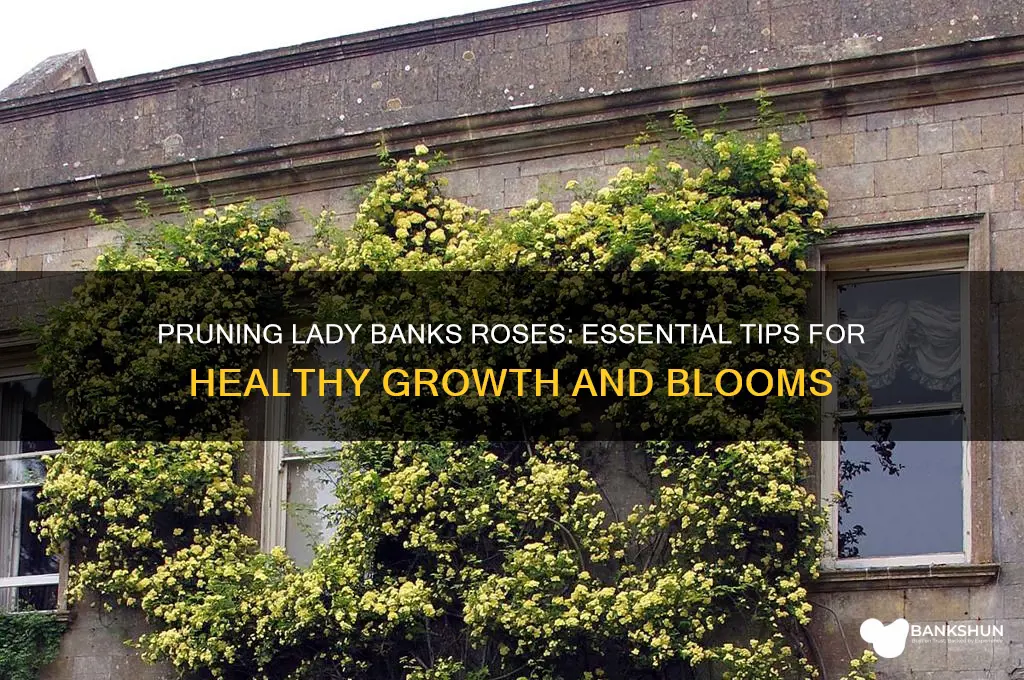 how do you prune lady banks roses