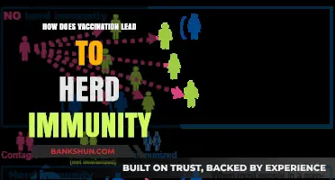 Vaccination's Role in Achieving Herd Immunity: A Comprehensive Guide