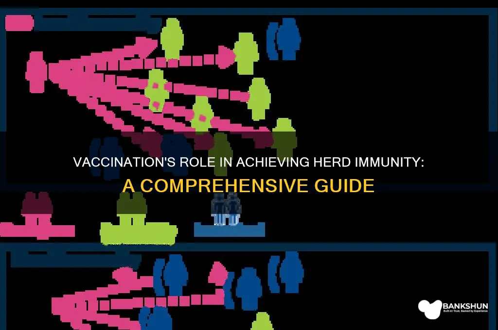 how does vaccination lead to herd immunity