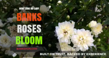 Lady Banks Roses Blooming Period: Duration and Seasonal Insights