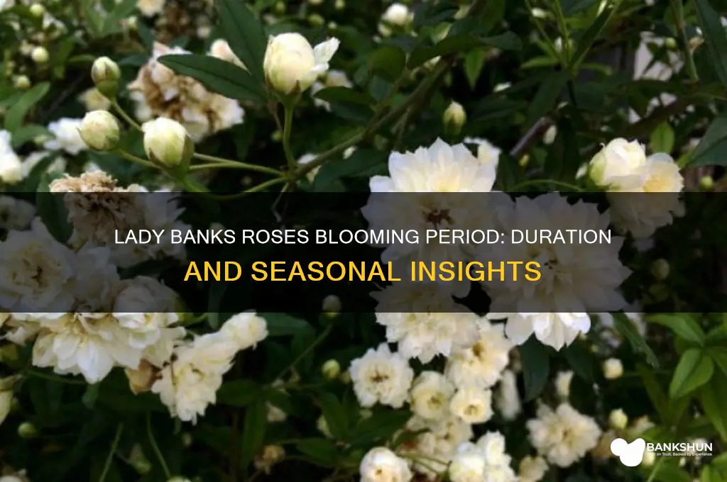 how long do lady banks roses bloom