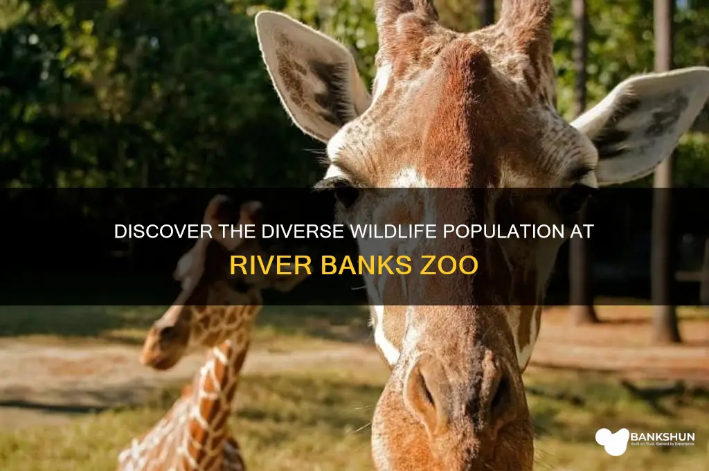 how many animals at river banks zoo