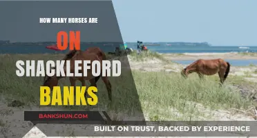 Discovering Shackleford Banks' Wild Horse Population: A Coastal Mystery