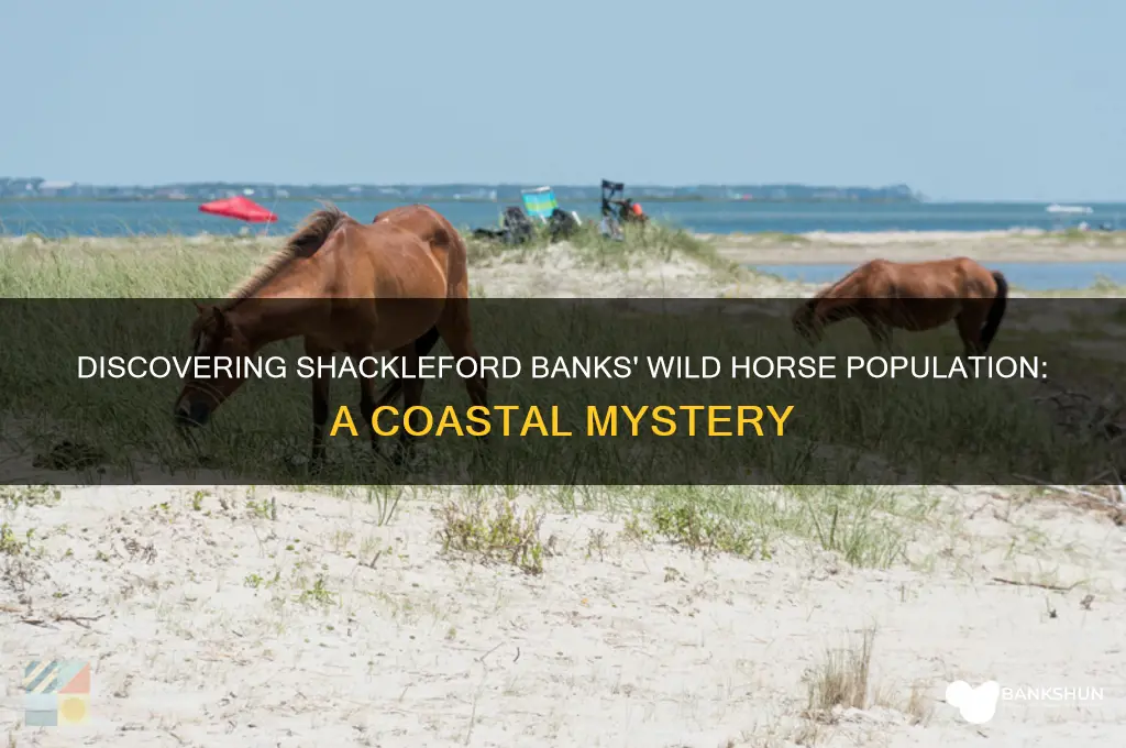 how many horses are on shackleford banks