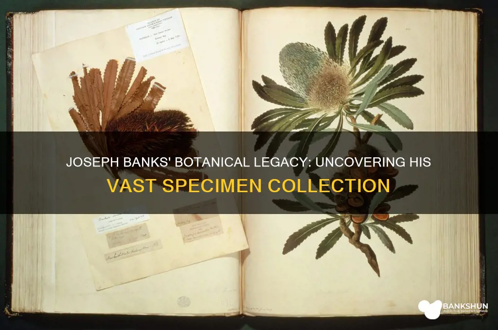 how many specimens did joseph banks collect