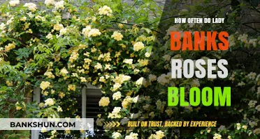Lady Banks Roses Blooming Frequency: A Seasonal Guide to Their Beauty