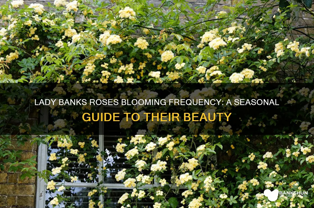 how often do lady banks roses bloom