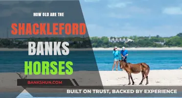Unveiling the Age-Old Mystery of Shackleford Banks' Wild Horses