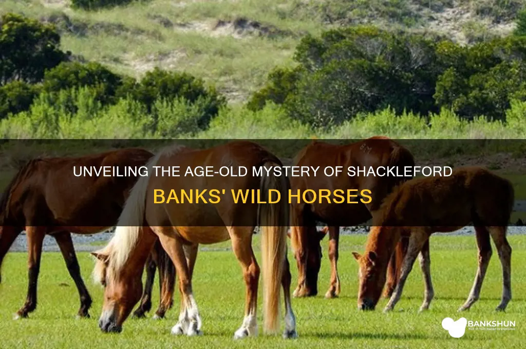 how old are the shackleford banks horses