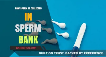 Sperm Donation Process: How Sperm Banks Collect and Preserve Samples