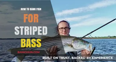 Master Bank Fishing Techniques for Striped Bass Success
