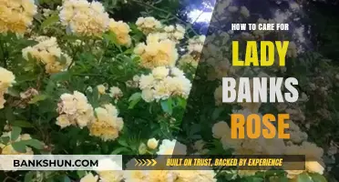 Caring for Lady Banks Rose: Essential Tips for Healthy Growth