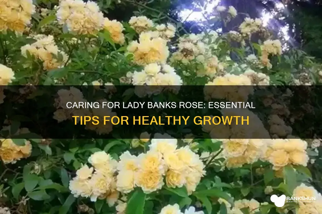 how to care for lady banks rose