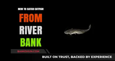 Master Riverbank Catfishing: Proven Tips for Landing Big Catches