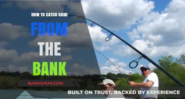 Master Bank Fishing: Proven Techniques to Catch Shad Easily