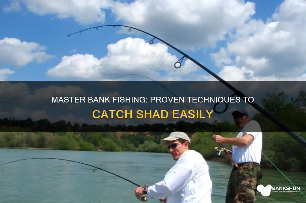 how to catch shad from the bank