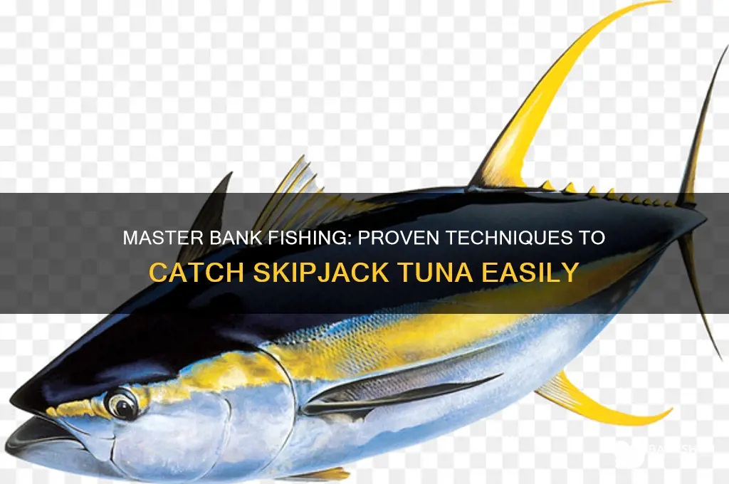 how to catch skipjack from the bank