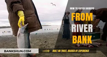 Mastering River Bank Sockeye Fishing: Proven Techniques for Success