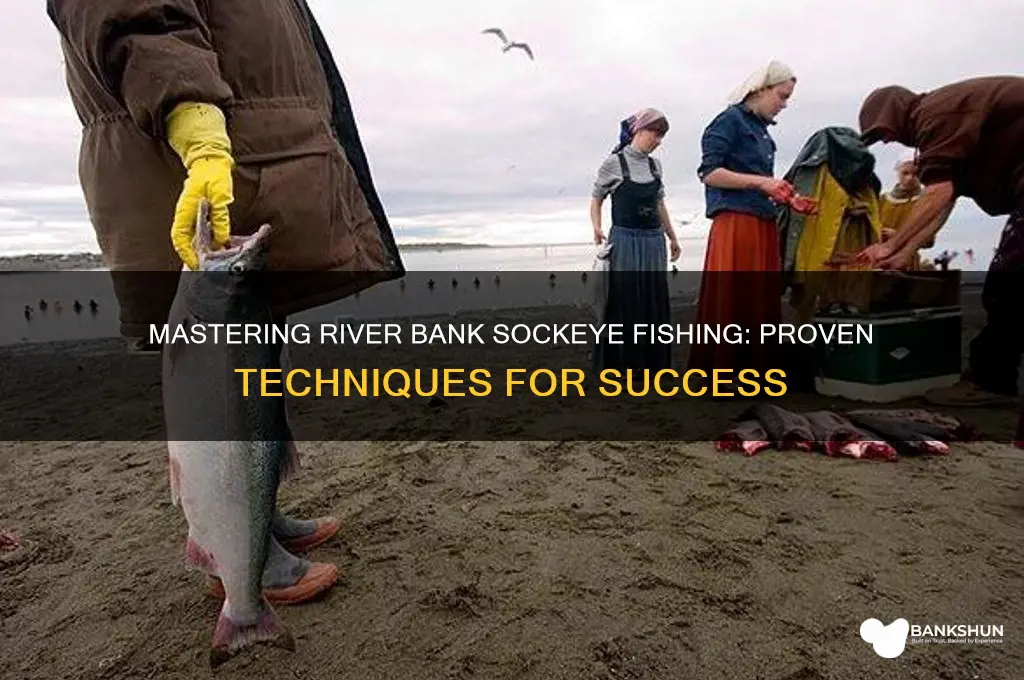 how to catch sockeye from river bank