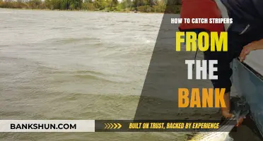 Master Bank Fishing: Proven Techniques to Catch Striped Bass Easily