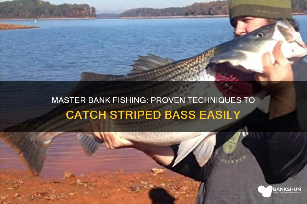 how to catch stripers from the bank