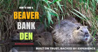 Discovering Beaver Bank Dens: Essential Tips for Locating Their Hidden Homes